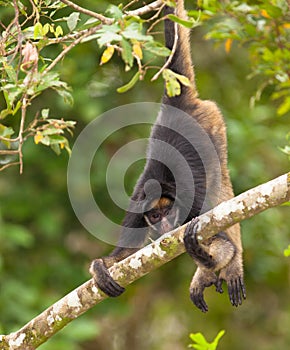 White-fronted Spider Monkey on tree