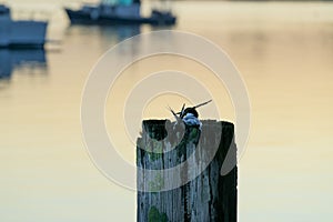 White-fronted tern nesting on top of poles on Tauranga harbour