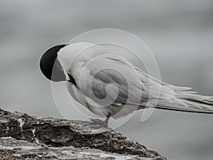 White-fronted Tern Preening Feathers