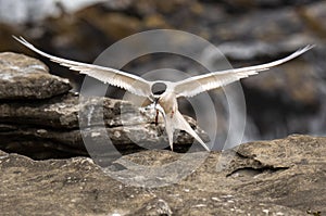 A White-fronted Tern Wingspread with Fish in Mouth
