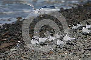 White fronted terns.