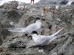 White-fronted Terns Breeding at Ohau Point