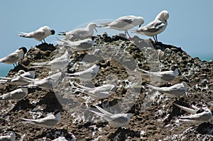 White fronted terns Sterna striata and red billed gulls Larus novaehollandiae scopulinus in the background.