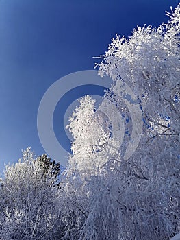 White frost on birch twigs