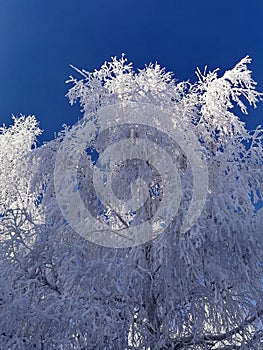 White frost on birch twigs
