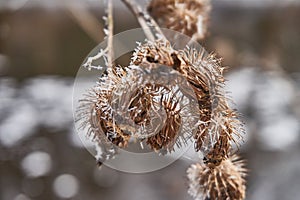 White frost on burdock plants