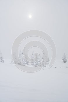 White frost on little spruce trees, snow field, foggy day