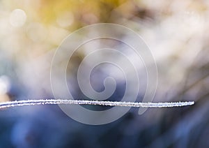 White frost on thin leaf