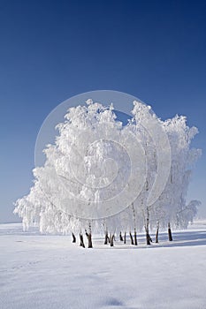 White frost tree cluster and blue skies