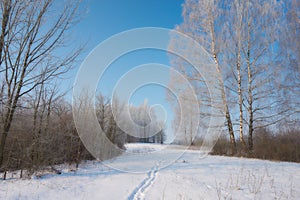 White frost on trees, winter morning