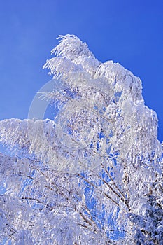 White frozen snowy tree branches on blue sky