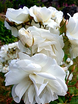 White full beautiful sweet Scented roses