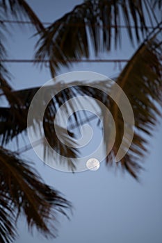 A white full moon shines between palm tree leaves at the blue evening sky on the tropical island Sri Lanka