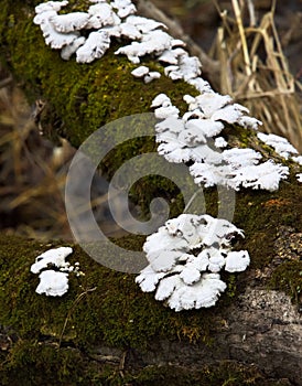 White Fungi On Green Moss On Fallen Tree