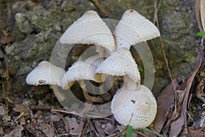 White fungi in New Zealand forest