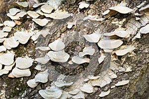 white fungus colony on birch closeup selective focus