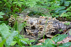 White fungus growing on dead wood also known as Plicaturopsis crispa