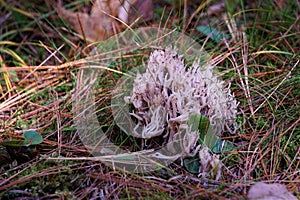 White fungus grows up from pine needles and autumn grass