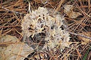 White fungus grows up from pine needles and autumn grass