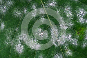 White fungus on leaves