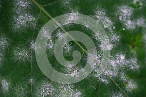 White fungus on leaves