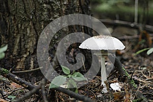 The white fungus Macrolepiota excoriata photo