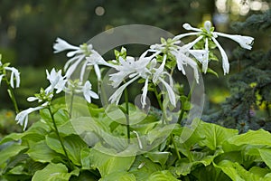 White funkia hosta lancifolia photo