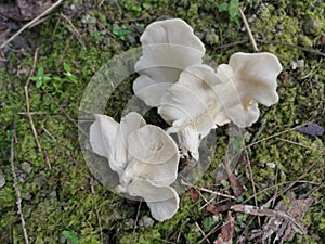 The white funnel fan-shaped woodcap mushrooms