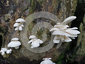 The white funnel fan-shaped woodcap mushrooms
