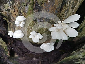 The white funnel fan-shaped woodcap mushrooms