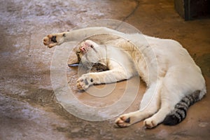 White and funny cat sleep well