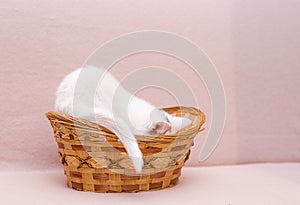 White funny kitten hides in a wicker basket. playing at home