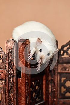 White funny rat balancing on wooden folding screen