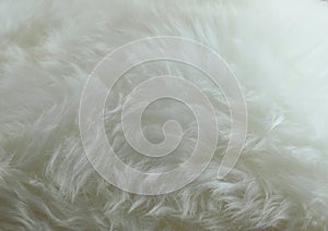 White fur
