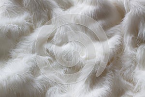 White fur as background or texture