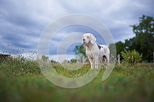 A white fur beagle ,special type of beagle dog, standing on the green grass in the yard on sunny day