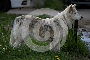 White fur dog on the green grass lawn.