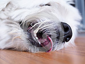 Dog Lying on wooden floor and Tongue sticking for cooling. Close Up at the mouth, see teeth and fangs.