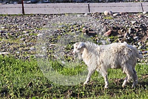 A white fur domesticated Xinjiang goat