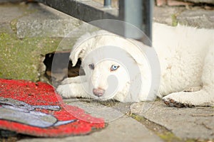 White fur puppy dog two minths old beautiful blue eye laying on the floor