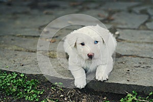 White fur small puppy dog shepherd mixed breed funny facial expression