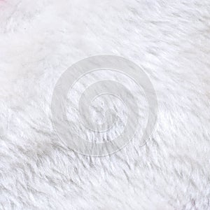 White fur texture