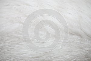 White fur texture background photo