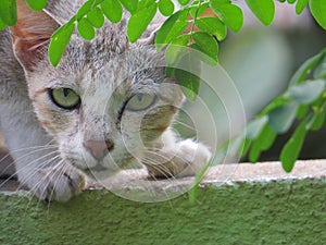 A white furious cat looking at the prey