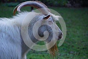 White-furred goat with long, spiraling horns