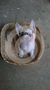 A white furred kitten in a container looking towards its future photo