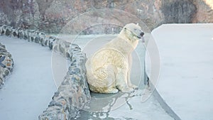 White-furred polar bear sits in cold premise at zoo