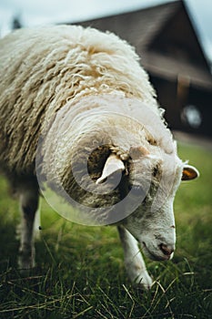 White-furred sheep in a lush, green field, with a  barn in the background