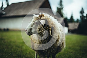 White-furred sheep in a lush, green field, with a  barn in the background