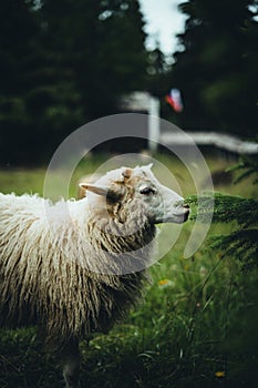 White-furred sheep in a lush, green field, with a  barn in the background